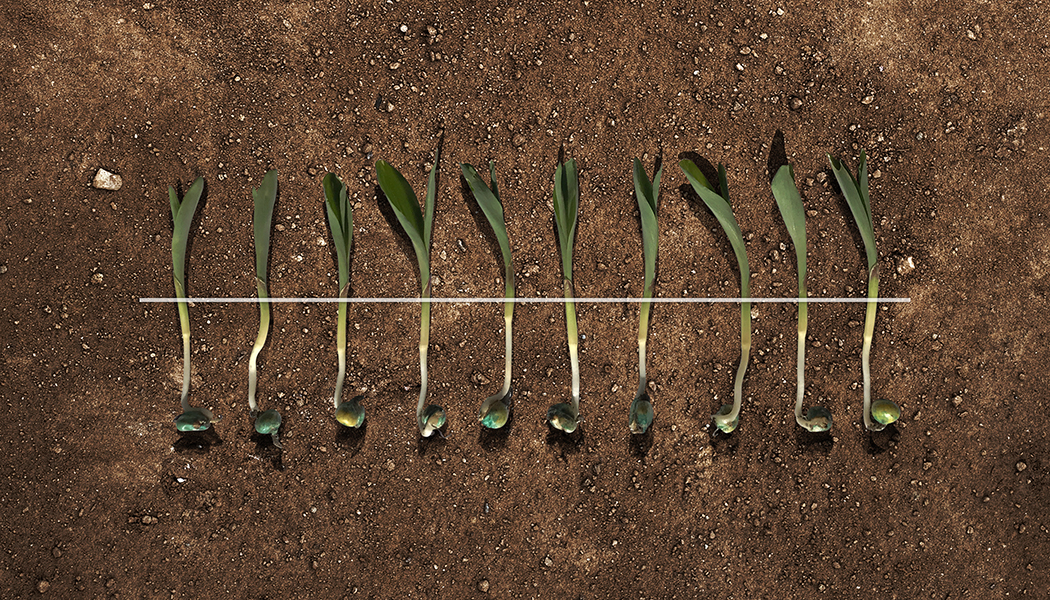 This is an image of consistently emerged corn plants.